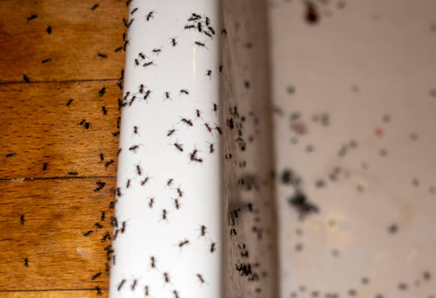 Best Affordable Pest Control Services  in West Lafayette, IN